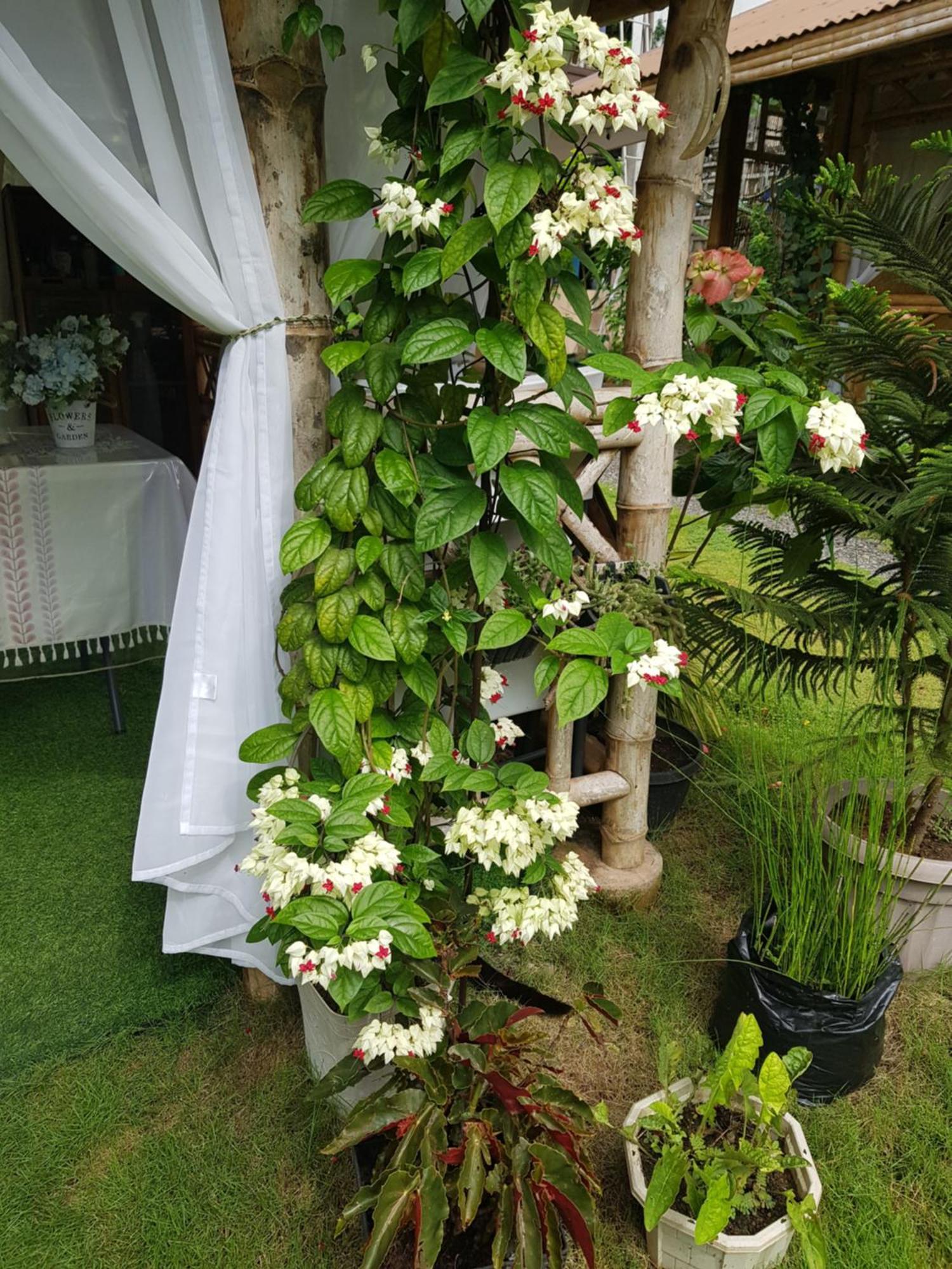 Hidden Haven Coron Apartamento Exterior foto